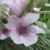 Althea officinalis_giardino botanico (4)