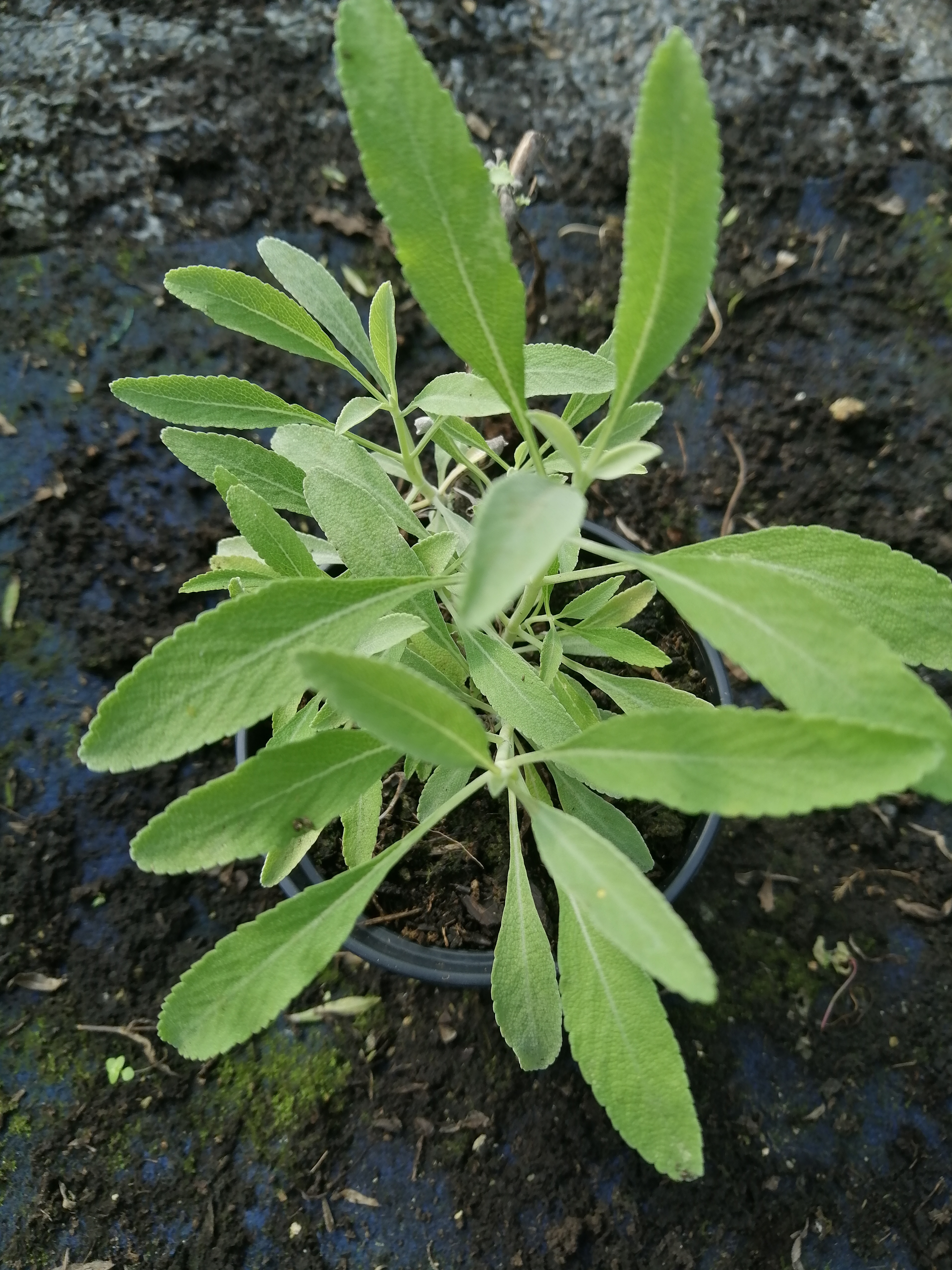 Salvia bianca Salvia apiana > Contattaci ora
