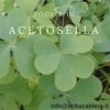 acetosella