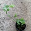 crisantemo morifolium ebay