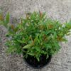 heimia salicifolia