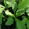 cirsum oleraceum cavolo cardo