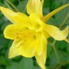 Aquilegia crysantha golden