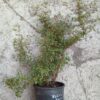 Fuchsia x bacillaris
