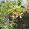 Fuchsia x bacill