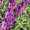 Salvia leucanta