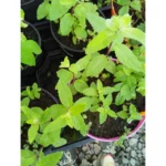 MENTA POMPELMO - Mentha suaveolens x piperita Pianta biologica Vaso 12cm