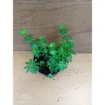 Galium odoratum - Asperula