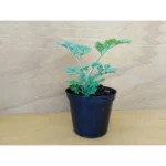 Artemisia Absinthium - Assenzio Vaso 10cm pianta biologica
