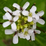 Alliaria petiolata - Sapore di aglio e senape
