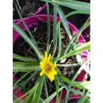 Tragopogon pratensis - Barba di becco Pianta biologica