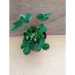 Fragola rifiorente Pianta biologica