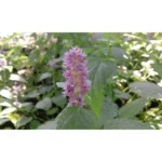 Agastache Anethiodora - Menta anice Pianta biologica