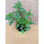 MENTA THAI - Mentha arvensis "Thai" Vaso 12cm