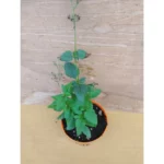 Scrophularia nodosa - Per le api - Pianta medicinale medievale Pianta biologica