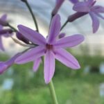 Tulbaghia violacea Pianta biologica Vaso 11cm