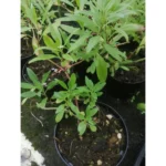 Centranthus ruber - Valeriana rossa