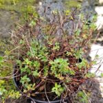 Thymus pulegioides - Timo goniotrico Vaso 10cm