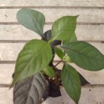 ALTERNANTHERA BRASILIANA - PENNICILLINA VEGETALE